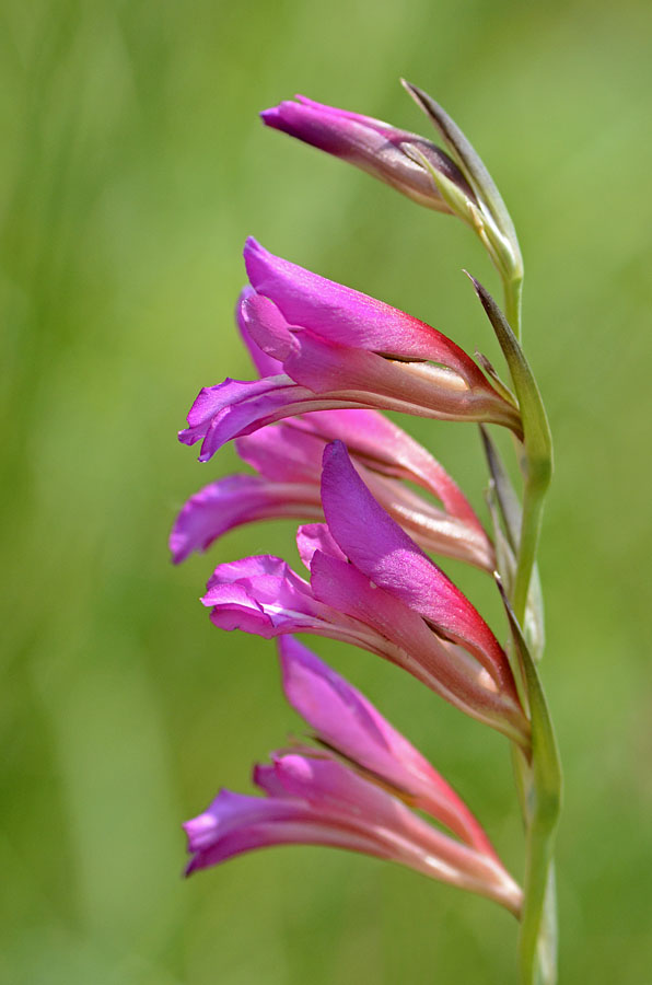 Gladiolus italicus / Gladiolo dei campi